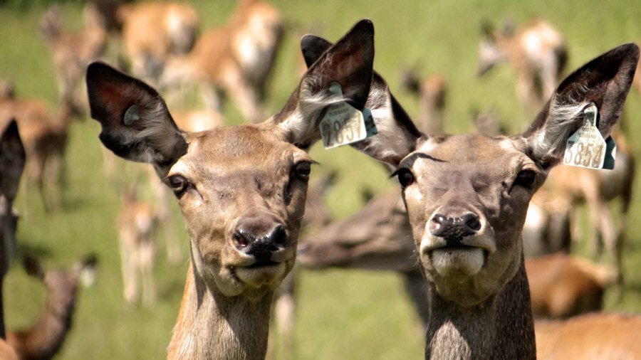 RUDZIE allevamento di renne allevamento di renne allevamento di cervi daini vitelli 03