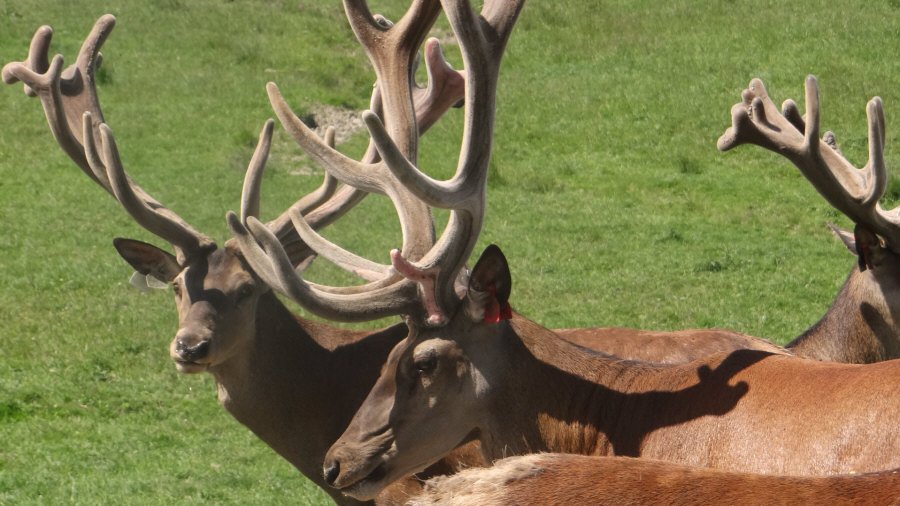 RUDZIE allevamento di renne allevamento di renne allevamento di cervi daini vitelli 04