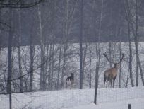 RUDZIE allevamento di renne allevamento di renne allevamento di cervi daini vitelli