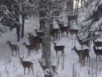 RUDZIE allevamento di renne allevamento di renne allevamento di cervi daini vitelli