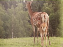 RUDZIE allevamento di renne allevamento di renne allevamento di cervi daini vitelli
