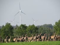 RUDZIE allevamento di renne allevamento di renne allevamento di cervi daini vitelli