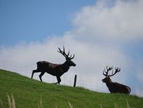 RUDZIE allevamento di renne allevamento di renne allevamento di cervi daini vitelli