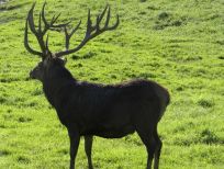 RUDZIE allevamento di renne allevamento di renne allevamento di cervi daini vitelli