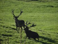 RUDZIE allevamento di renne allevamento di renne allevamento di cervi daini vitelli