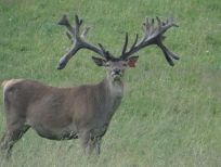 RUDZIE allevamento di renne allevamento di renne allevamento di cervi daini vitelli