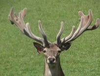 RUDZIE allevamento di renne allevamento di renne allevamento di cervi daini vitelli